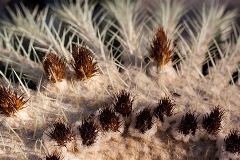 Cactus Cactaceae Cacti Free Photo On Pixabay