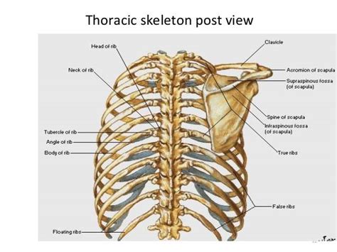 Rib cage diagram