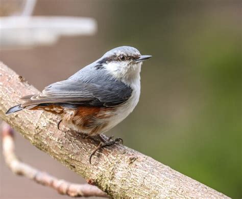 Premium Photo Close Up Of Bird Perching On Branch Nuthatch