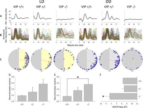 Ex Vivo Circadian Gene Expression Rhythms From Scn And Clock Neurons