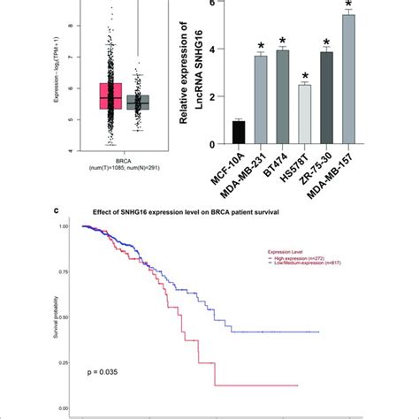 LncRNA SNHG16 Was Upregulated In BC Samples And Cells A The