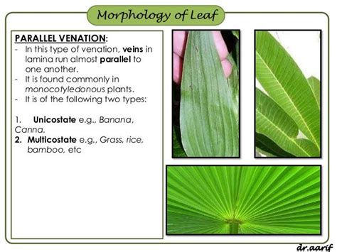 Morphology Of Flowering Plants I Root Stem And Leaf