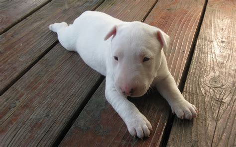 Bull Terrier My Doggy Rocks