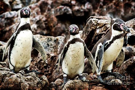 Humboldt Penguins Ballestas Islands Paracas National Reserve Peru