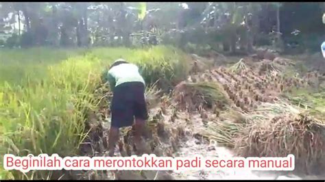 Proses Perontokan Padi Secara Tradisional Youtube