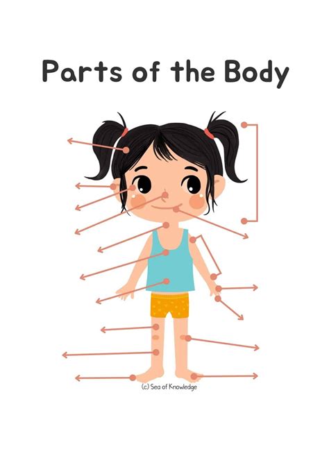 Fun Body Parts Activities For Preschoolers Including Labeling Posters