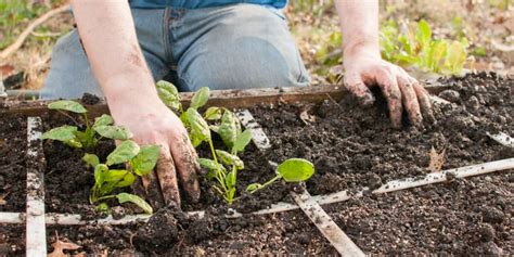 How To Grow Spinach Lawn Au