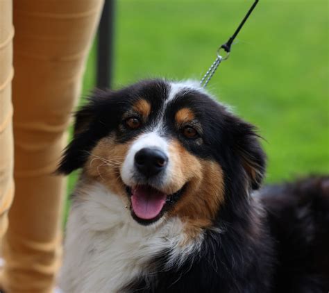 Chien Berger Australien Poupoupidou Du Berry Noir