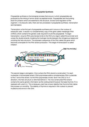 Polypeptide Synthesis - Studocu