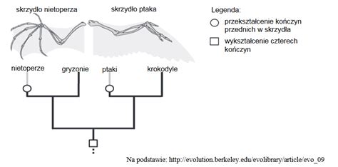 Poni Ej Przedstawiono Szkielet Skrzyd A Nietoperza I Szkielet Skrzyd A