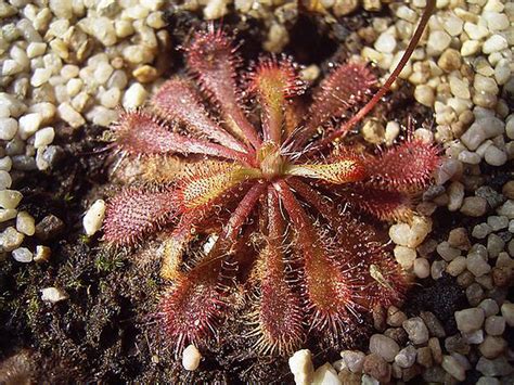 Protocarnivorous Plant Wiki Everipedia