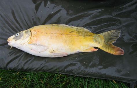 Image - Ghost carp.jpg | British Wildlife Wiki | FANDOM powered by Wikia