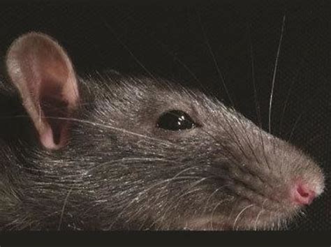 Why rats sniff each other