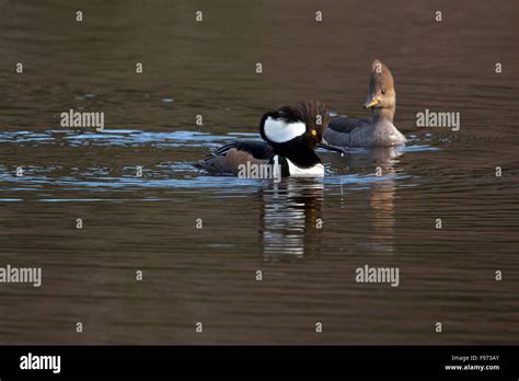 Hooded Merganser Male And Female Together On Reflective Pond Spring