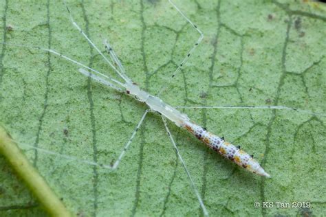 Thread Legged Assassin Bug Emesinae Reduviidae 2G1A7558 Flickr