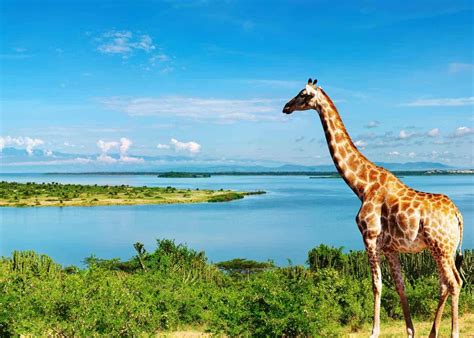 What Are The Interesting Facts About Uganda Uganda Safaris Tours