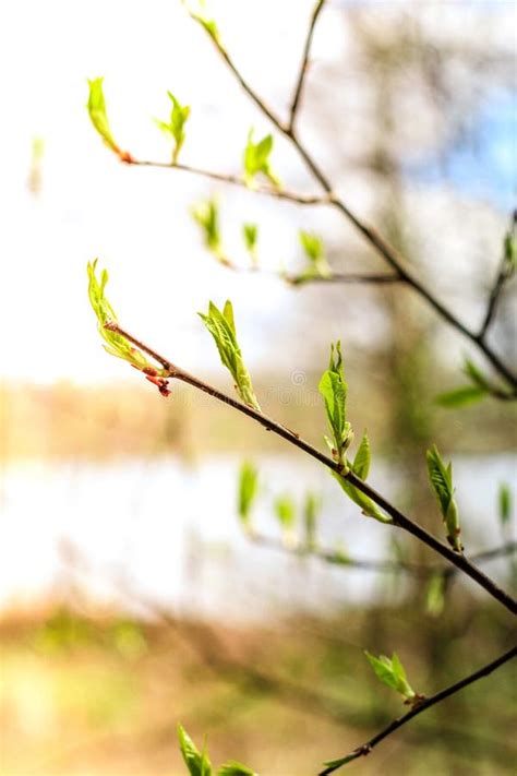 Las Hojas Apacibles Los Brotes Y Las Ramas De La Primera Primavera