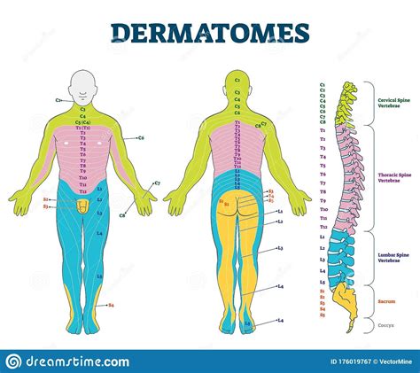 Free Printable Dermatome Chart Dermatomes Chart And Map Hot Sex