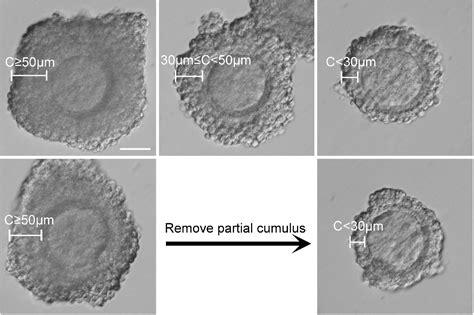 Figure From Assessment Of Mouse Germinal Vesicle Stage Oocyte Quality