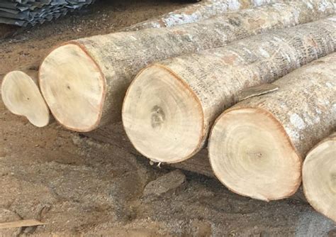 Harga Kayu Jati Per Meter Kubik Harga Kayu Jati Semua Ukuran Per Kubik