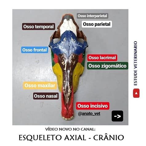 Esqueleto Axial Cr Nio Esqueleto Axial Anatomia Dos Ossos Cr Nio