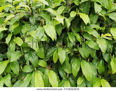 Indian Long Pepper Javanese Long Pepper Stock Photo 1118263631