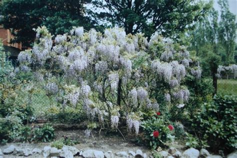 How To Plant Prune And Care For Wisterias Dengarden