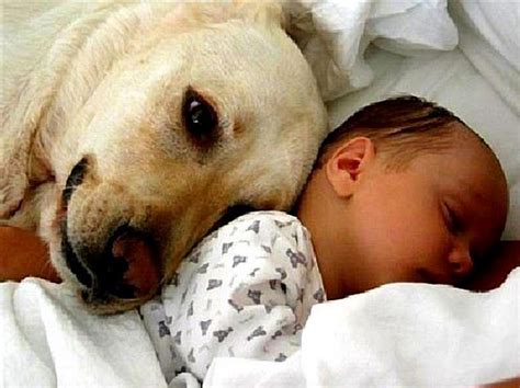 Dog Saves Adandoned Newborns Life Aurora Cup