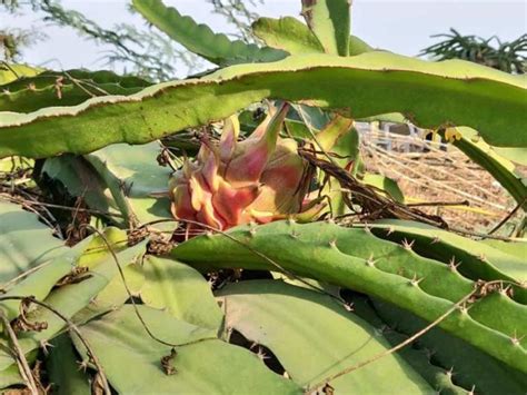 Dragon Fruit Farming Profit, Cost, Yield, Project Report | Agri Farming