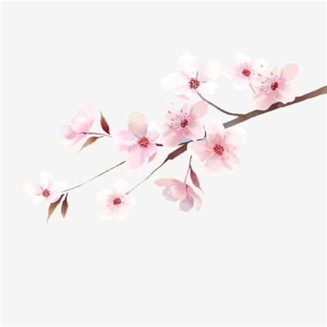 Japanese Cherry Blossoms Png And Psd Illustrations