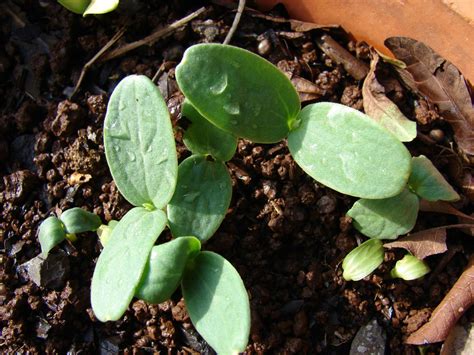 Wassermelone Pflanzen Tipps Zum Anbau Im Garten Plantura