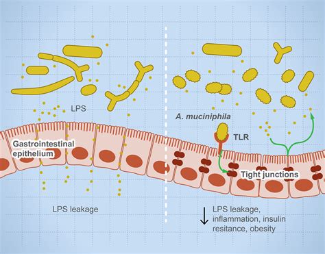 Frontiers Microbial Dysbiosis In The Gut Drives Systemic Autoimmune Diseases