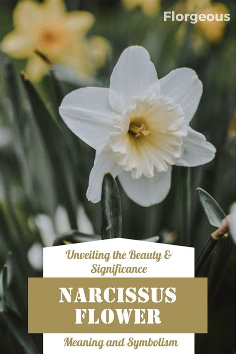 Narcissus Flower Meaning and Symbolism