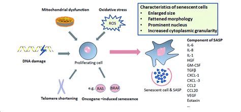 Triggers Of Senescence Characteristics Of Senescent Cells And Download Scientific Diagram