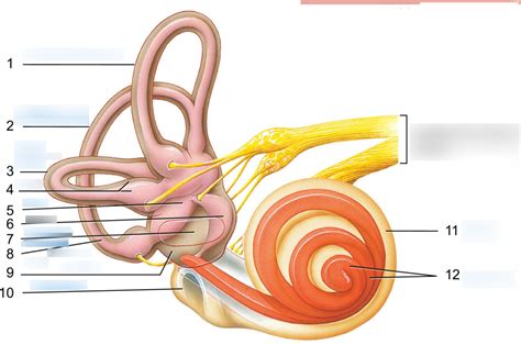 Exercise 24 Special Senses Hearing And Equilibrium Diagram Quizlet