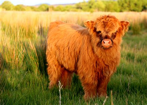 Highland Cattle Wallpapers Wallpaper Cave