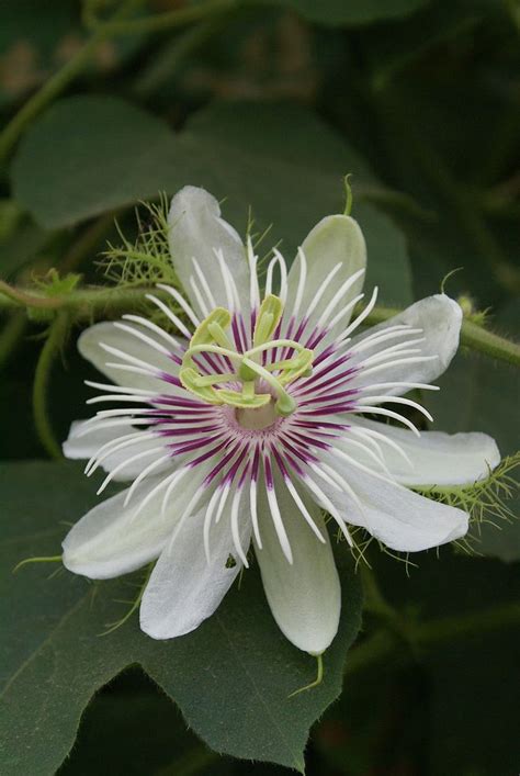 Passiflora Foetida Stinking Passionflower Flor De La Pasión Plantas Plantas Con Flores