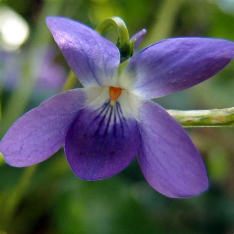 How I Use Herbs Sweet Violet