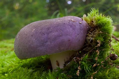 Wild mushrooms in the garden, good or bad news?