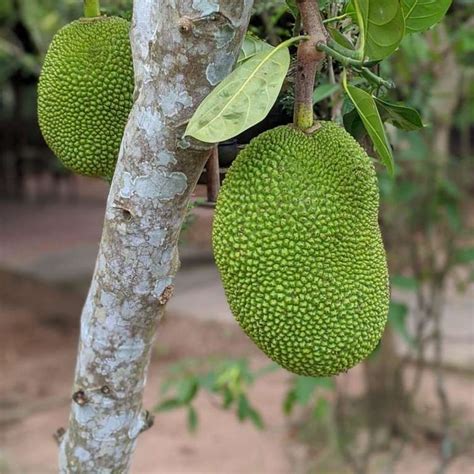 Jackfruit Nature Nursery Central Indias Biggest Nursery In Indore