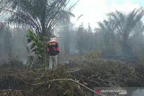 Hujan Meredam Kebakaran Hutan Lahan Di Giam Siak Kecil Riau Antara News