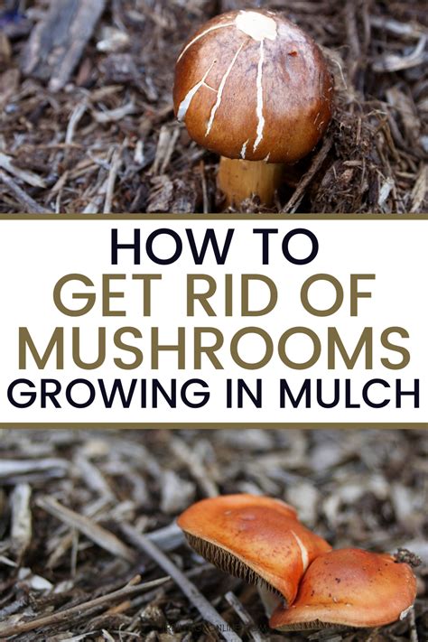 How To Get Rid Of Mushrooms Growing In Mulch Simple Steps In 2021