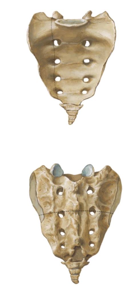 Sacrum Coccyx Diagram Quizlet