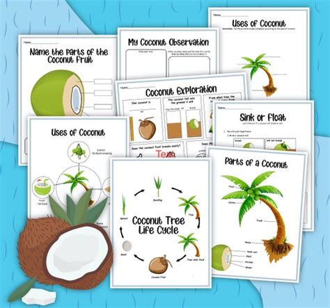 Coconut Tree Coconut Tree Life Cycle Instant Download Stem Etsy Canada