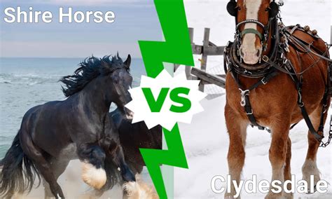 Shire Horse VS The Clydesdale: How Can You Tell Which Is Which? - A-Z ...