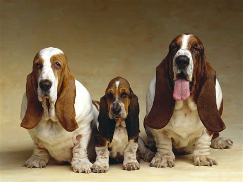 Basset Hound Wallpaper 53 Images