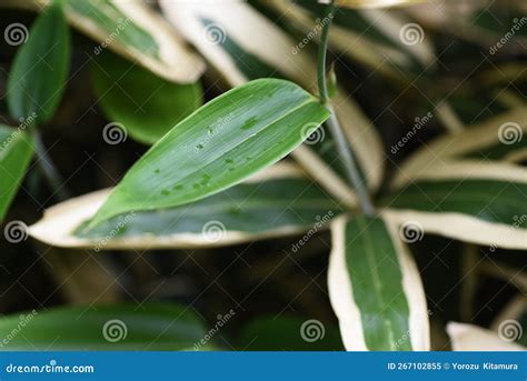 Kuma Bamboo Grass Sasa Veitchii Stock Image Image Of Leaves Turn