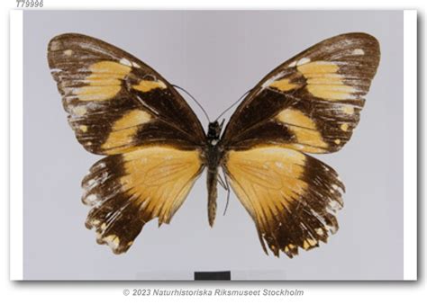 Papilio Dardanus Meseres Type Specimens