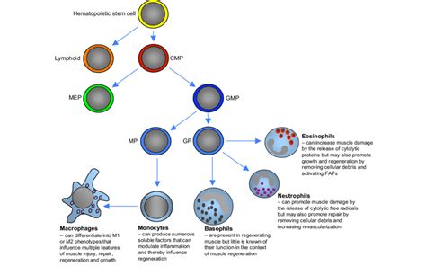 Lineage Of Myeloid Cells That Can Influence Muscle Regeneration Common