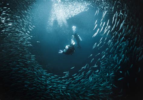 Where To See The Moalboal Sardine Run At Panagsama Beach In We